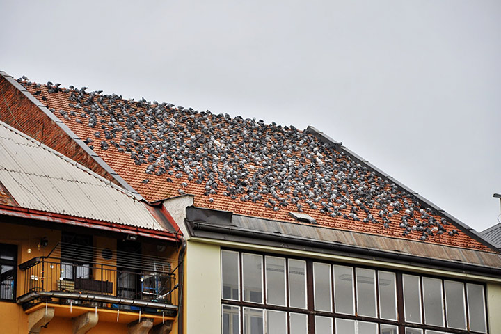 A2B Pest Control are able to install spikes to deter birds from roofs in Kilmarnock. 