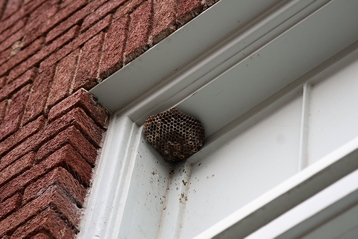 We provide a wasp nest removal service for domestic and commercial properties in Kilmarnock.
